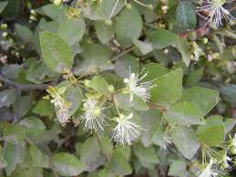 Image result for Capparis sepiaria