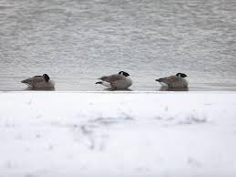 One of the best tricks to prevent geese from landing on or around your pond is to use reflective tape. Fishing Line Is A Cruel Way To Keep Geese From Using Ponds Letters To The Editor Stltoday Com