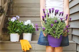 Lavender plant zu spitzenpreisen kostenlose lieferung möglich The 14 Must Know Tips For Growing Lavender Plants Indoors Two Peas In A Condo