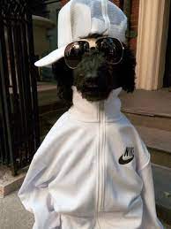 Jane Larkworthy Has A Fashion Hound Mrs Sizzle Black Standard Poodle Carrera Sunglasses Dog Clothes