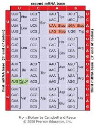 Solved The Diagram Below Shows An Mrna Molecule That Enco