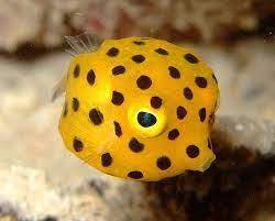 n r t o ԃ deep sea creatures ocean creatures water animals