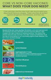 Which Vaccines Does Your Dog Need