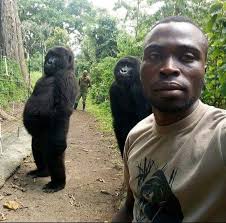 Anti-poachers takes selfie with gorillas they are protecting.