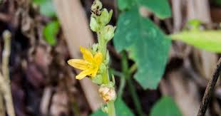 Image result for Alectra orobanchoides