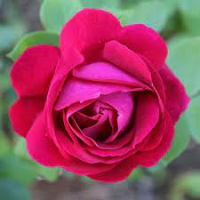 A sweet preserve of rose petals called gulkand is common in the indian subcontinent. General Jacqueminot