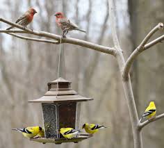Share all sharing options for: The Ultimate Guide For Building A Backyard Bird Paradise