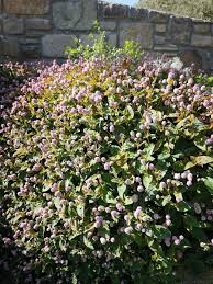 Image result for Persicaria