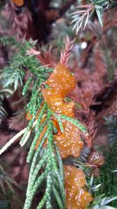 Image result for Pseudopeziza tracheiphila