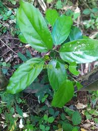 Image result for Strombosia scheffleri