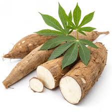 Image result for Manihot esculenta