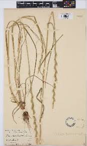 Image result for Lintonia nutans