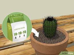 Cutting a cacti in order to fill a waterskin will yield 10 woodcutting experience points. 3 Ways To Care For A Cactus Wikihow