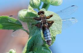 Image result for Pteleopsis anisoptera