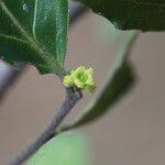 Image result for Mystroxylon