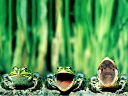 Résultat de recherche d'images pour "grenouilles"