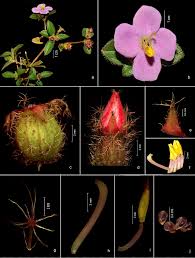 Image result for Antherotoma tenuis