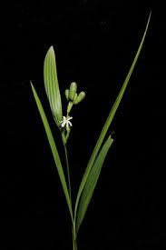 Image result for Equilabium stolzii