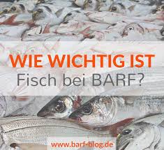 Barf Welcher Fisch Am Besten Fur Hunde Und Katzen Geeignet Ist Um die häuser ziehen, schlafen und mäuse jagen. barf welcher fisch am besten fur