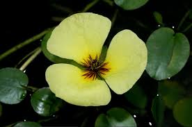 View our extensive collection of bucephalandra & more. Top 7 Most Beautiful Aquatic Flowers In The World The Mysterious World