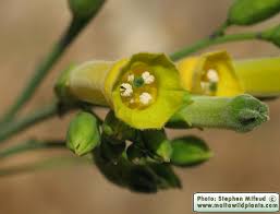 Image result for Nicotiana glauca