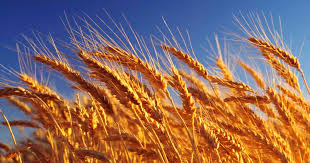 Dia do trigo: vilão ou mocinho? | IASD News