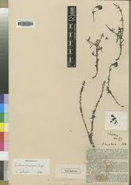 Image result for Buchnera randii