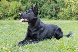 How many weeks to wait for my white shepherd to deliver her puppies & are take advantage of our puppymatch service or simply browse our massive directory of dog breeds, dog breeders and puppy for sale listings. Mabel Lake German Shepherds