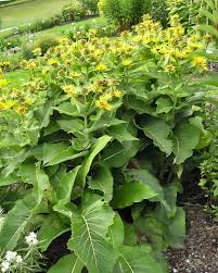 Image result for Inula