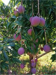 Image result for Mangifera