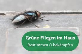Bei den nur zwei millimeter großen fliegen handelt es sich um taufliegen. Kleine Grune Fliegen Im Haus Wer Ist Es Gartenlexikon De