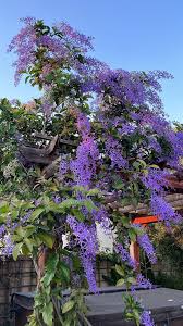 Image result for Petrea volubilis