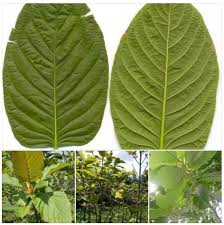 Kementerian dalam negeri akan mengkaji untuk memperluaskan bidang perundangan supaya daun ketum dikategorikan bawah akta dadah. Lukisan Daun Ketum Cikimm Com