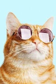 Wallpaper kartun kucing comel the galleries of hd wallpaper. Download Cool Cat Wallpaper Cat Wallpaper Cool Cat Wallpaper Cool Cats