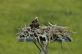 Different Types Of Birds With Their Nests Identify Bird Nests By Their Size And Shape Birds Nest Image Bird Nest Identifying Birds