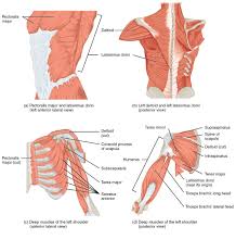 The shoulder joint part a drag the labels onto the diagram to identify the structures and ligaments of the shoulder joint. Muscles Of The Pectoral Girdle And Upper Limbs Anatomy And Physiology