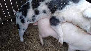 O femeie naturală, o femeie care este încrezătoare în ea şi în propriile sale calitaţi nu are nevoie de prea multe retuşuri pentru a reuşi în viaţă. Monta Porci Youtube