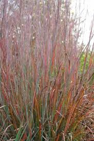 Le schizachyrium scoparium 'standing ovation' présente sur bien d'autres graminées l'énorme avantage de rester bien dressée, sans s'avachir, ce qui lui permet de rester décorative jusqu'au coeur de l'hiver. Epingle Sur Flower Bed