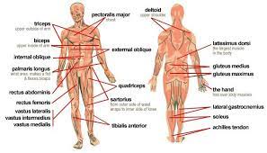 Pictured here are all the major muscle groups of the body. Pin On Stuff To Buy