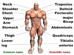 If you get stuck on an exam and forget the name of a muscle, break down the name into logical. Anterior Muscles