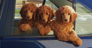 Black And White Standard Poodle Puppies For Sale Pin By Heidi Holland Theis On Puppy Love Poodle Puppy Poodle Puppy Standard Poodle Puppies For Sale