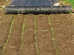 Carrot Germination Under Landscape Fabric Who Has Trouble Getting Carrots To Germinate I Do Landscape Fabric Germination Tiny Farm