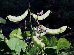 Image result for Lablab purpureus