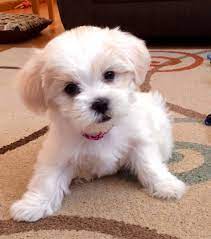 Maltese Lovers Malshi Puppy Maltese Shih Tzu Mix 3 Facebook
