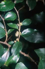 Image result for Dovyalis sp. A