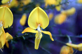 Pin On Flors Del Paradis Andorra