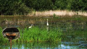 Maybe you would like to learn more about one of these? Jackson Bottom Wetlands Preserve Tree For All