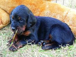 Image result for skotský setr gordonsetr