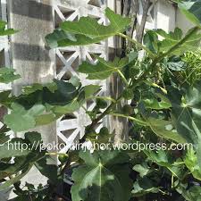 Lihat di fb pokok tin. Pokok Tin Johor Startseite Facebook