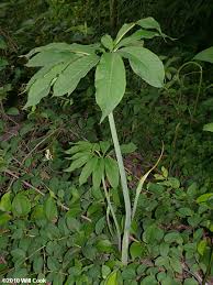 Maybe you would like to learn more about one of these? Green Dragon Arisaema Dracontium